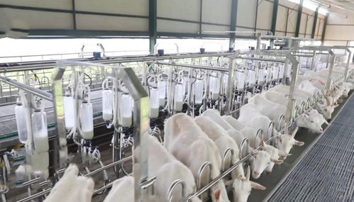 溯源冠羚羊行的原料產地 陜西的自然饋贈